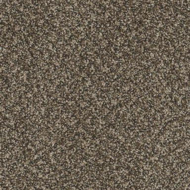 Toast of the Town in Black And Tan Carpet