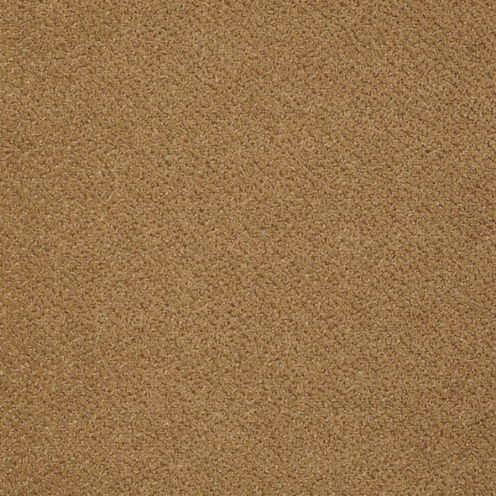 Primus in A List Carpet
